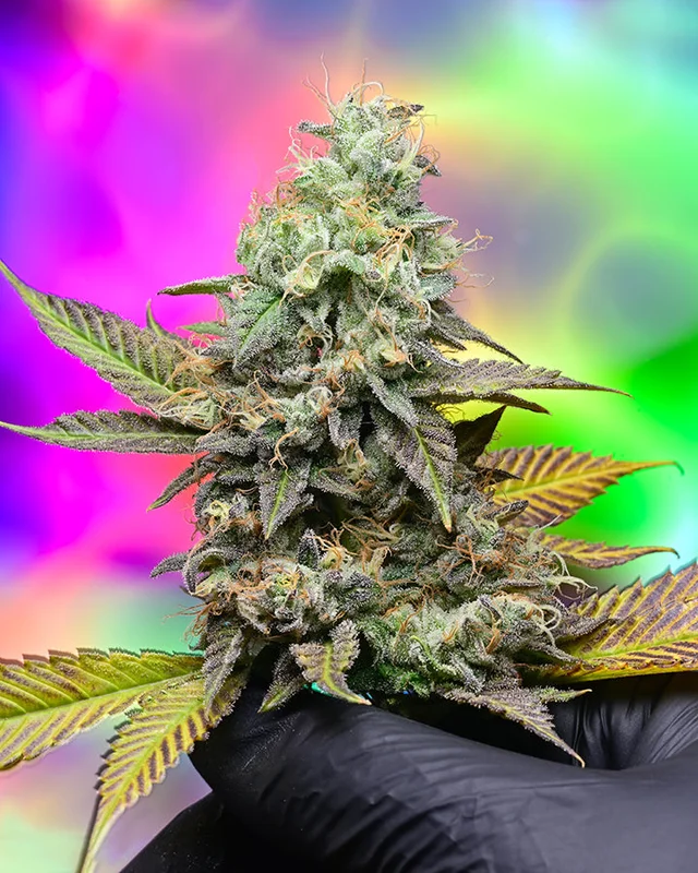 headshop2851368