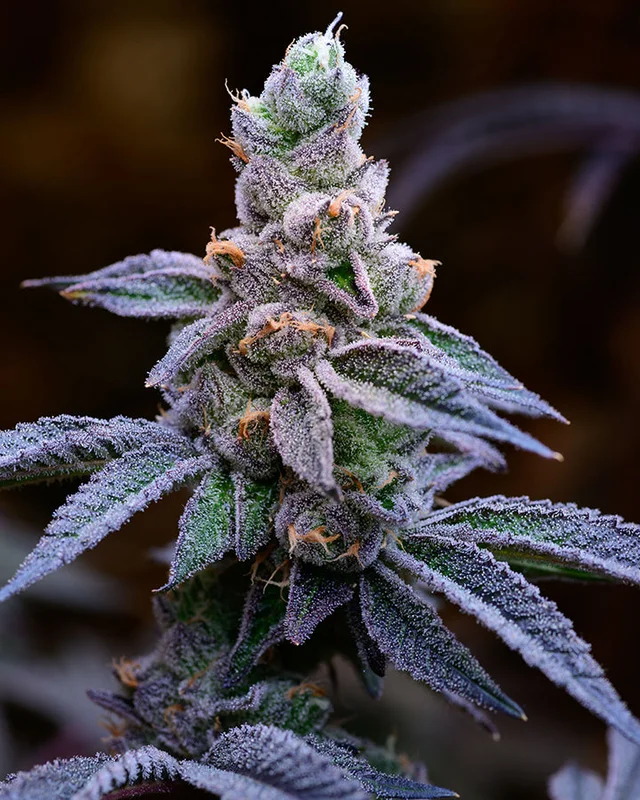 headshop2851432
