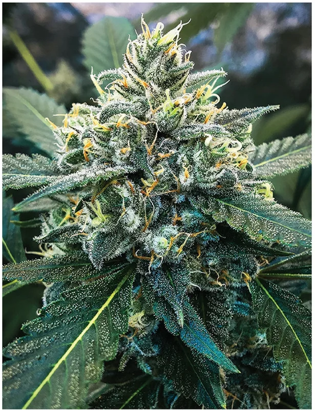 headshop2851476