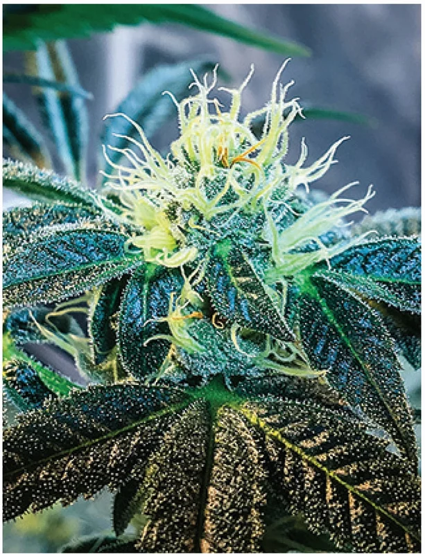 headshop2851527