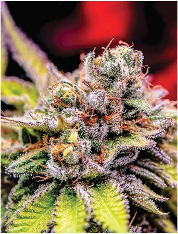 headshop2851617