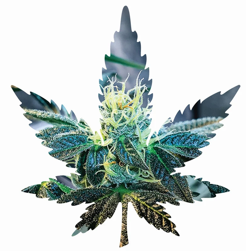 headshop2851646