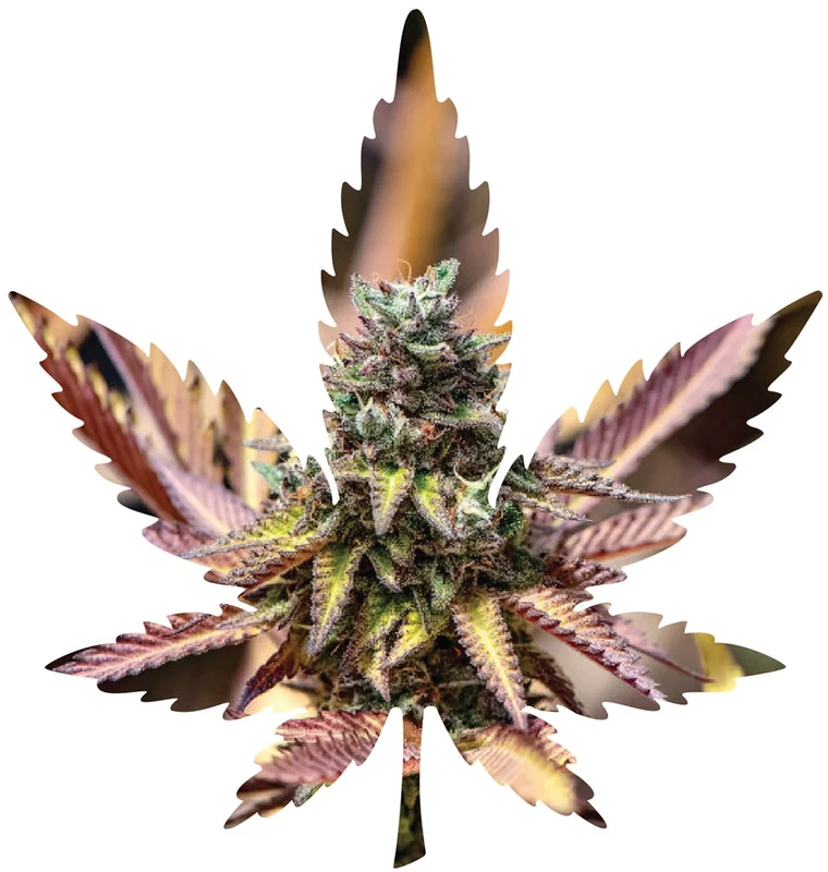 headshop2851714